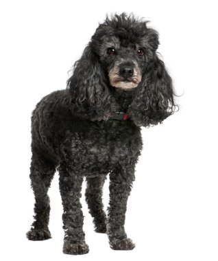 Eski siyah fino köpeği (12 yaşında)