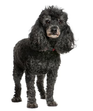 Old black poodle (12 yeras old) clipart