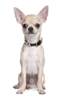 Chihuahua