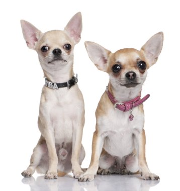 Chihuahuas clipart