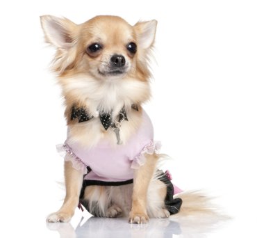 Chihuahua dessed-up clipart