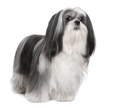 Lhasa Apso (4 yaşında)