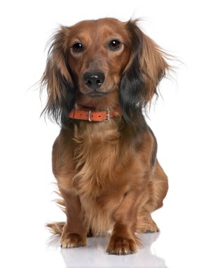 Dachshund