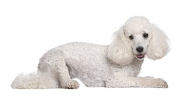 Poodle (2 years old) clipart