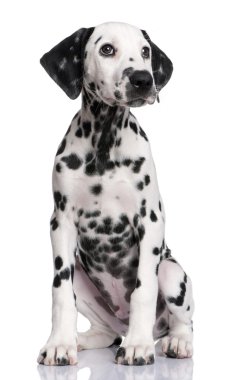 Dalmatian puppy clipart