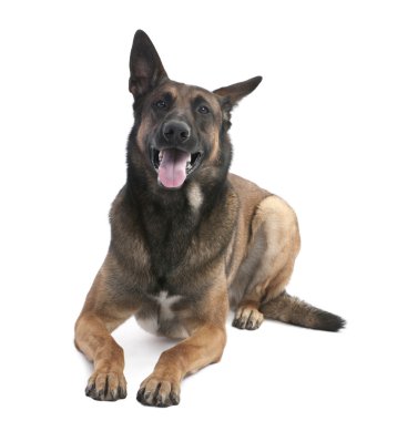 Belgian Shepherd Dog (Malinois) (2 years old) clipart