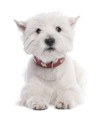 West Highland White Terrier (8 years old) clipart