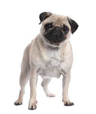 Beige pug standing up in front of the camera (2 years ols) clipart