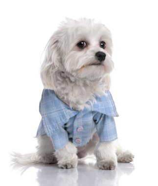 Maltese dog dressed-up with a shirt (17 months old) clipart