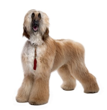 Young Brown Grommed Afghan Hound (1 years) clipart