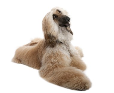 Brown Grommed Afghan Hound (7 years) clipart