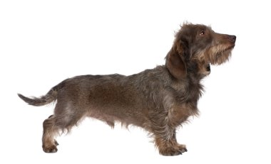 Kahverengi Kırçıl dachshund (3 yaşında profili)