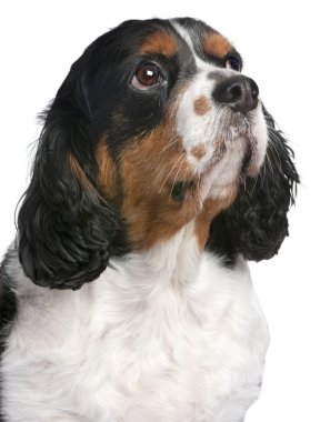 Close-up Cavalier King Charles Spaniel (4 years old) clipart