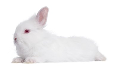 Profile of a Young white Rabbit (5 weeks old) clipart