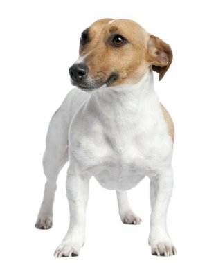 Jack Russell (2 yaşında)