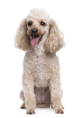 Apricot Poodle panting (5 years old) clipart