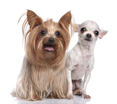 Birkaç köpek: Yorkshire Terrier ve chihuahua