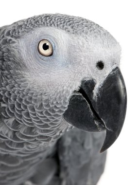 Afrika gri papağan'ın kafasına yakın çekim