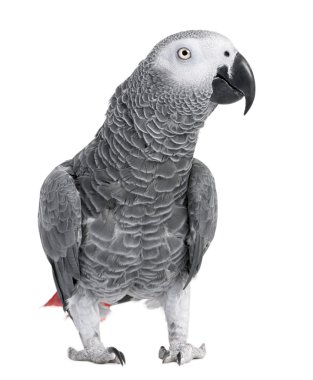 African Grey Parrot - Psittacus erithacus clipart