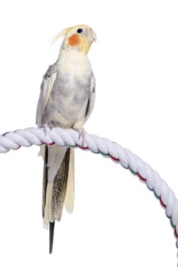 Cockatiel perching - Nymphicus hollandicus clipart