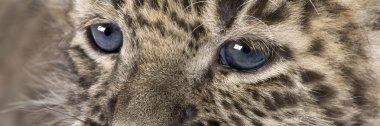 Close-up on a Persian leopard Cub (6 weeks) clipart