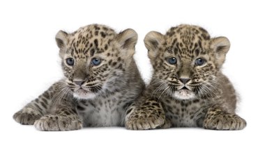 Persian leopard Cub (6 weeks) clipart