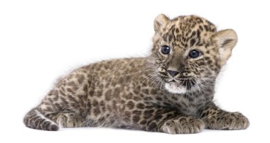Profile of a Persian leopard Cub lying down (6 weeks) clipart