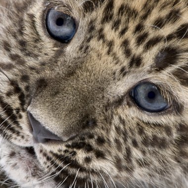 Close-up on a Persian leopard Cub (6 weeks) clipart