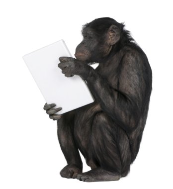 bir dizüstü bilgisayar ile oynamak monkey