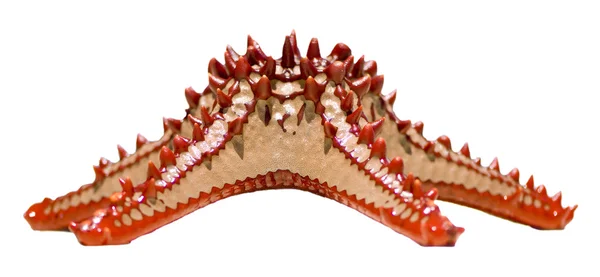 Rood-knobbelmeerkoet starfish — Stockfoto