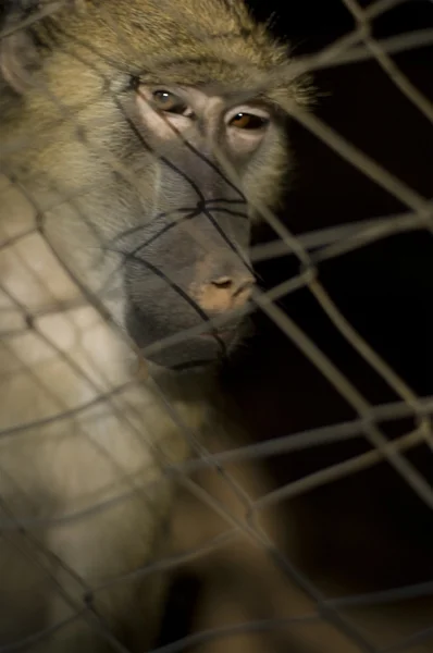 Бабуин в плену — стоковое фото