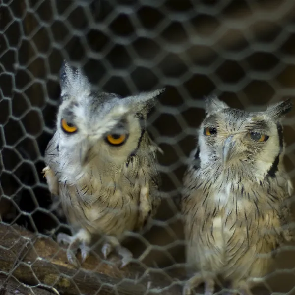 stock image Bird in captivity