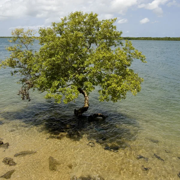 Izolované strom — Stock fotografie