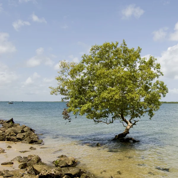 고립 된 나무 — 스톡 사진