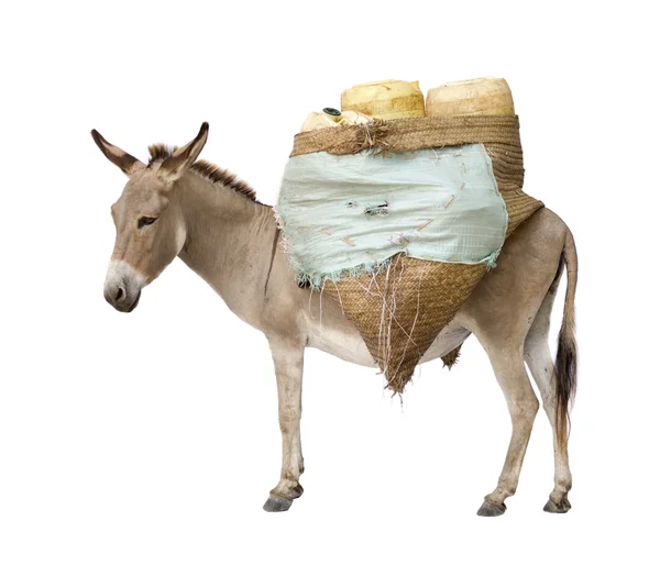 Burro llevando suministros — Foto de Stock