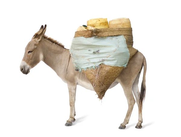 Burro llevando suministros —  Fotos de Stock