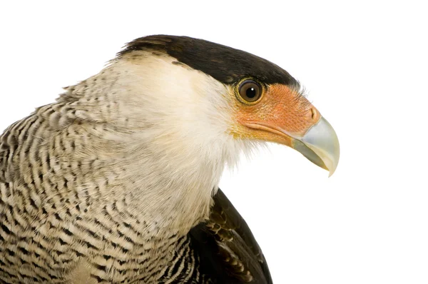 Southern Caracara (3 года) - Polyborus plancus — стоковое фото