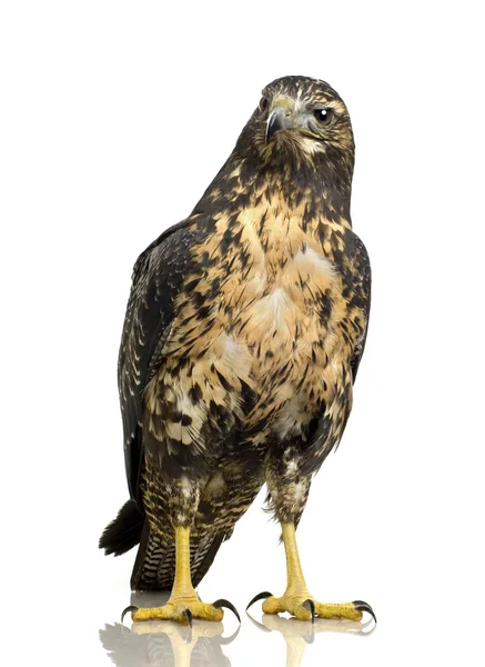 黑胸年轻鵟-鹰-geranoaetus melanoleucus — 图库照片