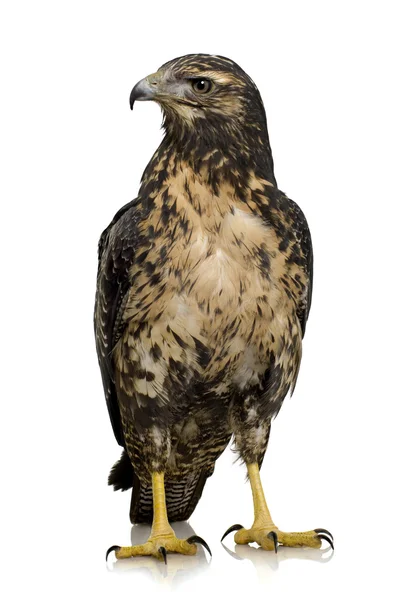 Pecho negro joven águila buitre - Geranoaetus melanoleucus — Foto de Stock