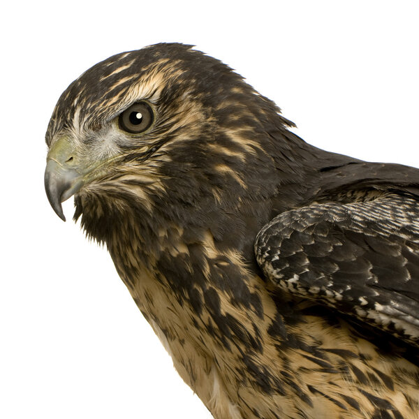Young Black-chested Buzzard-eagle - Geranoaetus melanoleucus