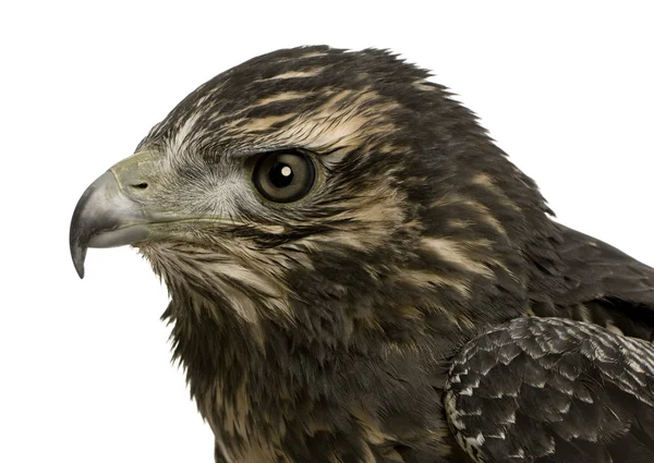 Young Black-chested Buzzard-eagle - Geranoaetus melanoleucus — Stock Photo, Image