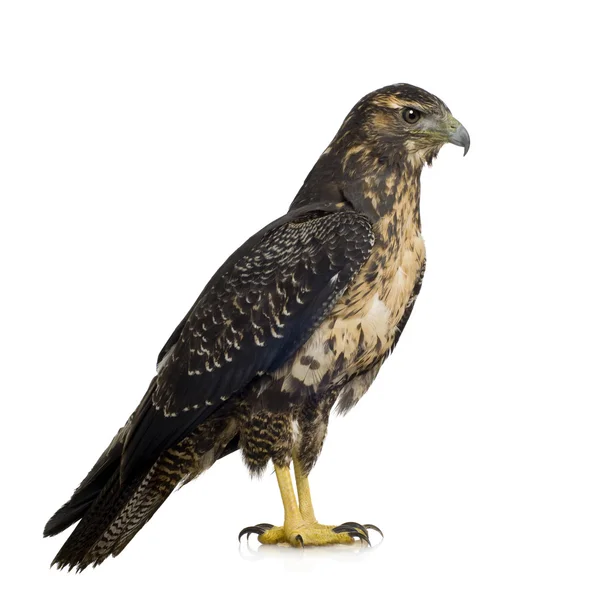 Junger Schwarzbrust-Mäuseadler - geranoaetus melanoleucus — Stockfoto