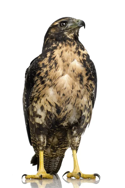 Молодой черногрудый Buzzard-eagle - Geranoaetus melanoleucus — стоковое фото