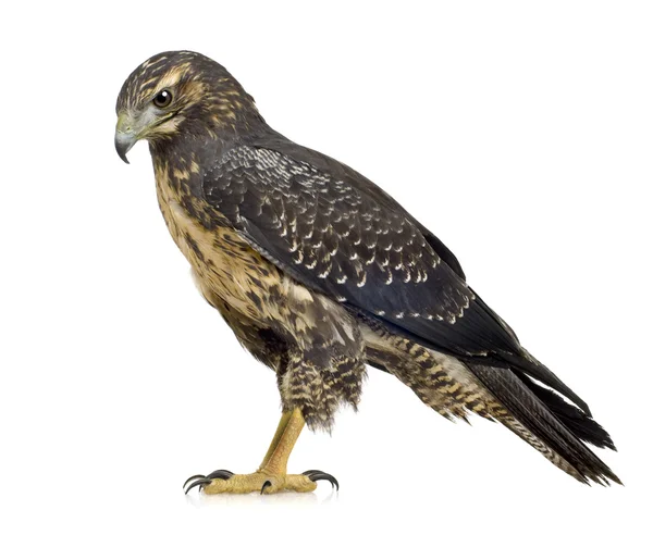 Pecho negro joven águila buitre - Geranoaetus melanoleucus —  Fotos de Stock