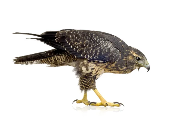 Pecho negro joven águila buitre - Geranoaetus melanoleucus —  Fotos de Stock