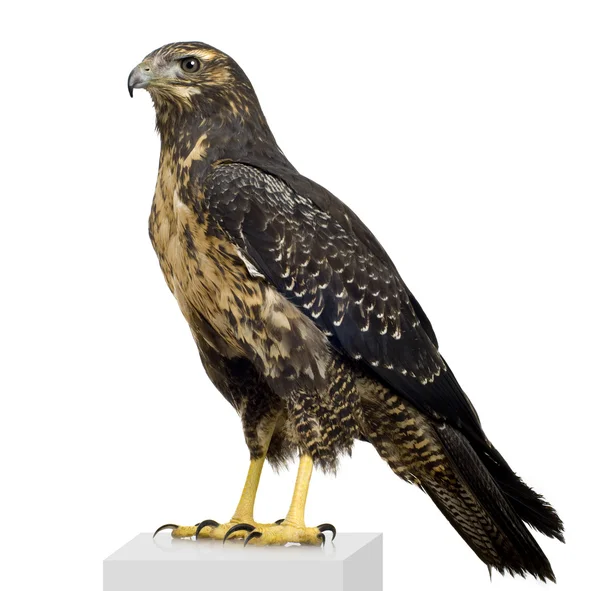 Jonge zwarte-chested buzzard-eagle - geranoaetus melanoleucus — Stockfoto