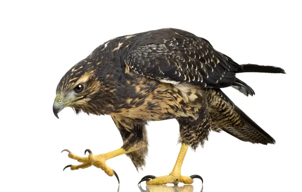 Pecho negro joven águila buitre - Geranoaetus melanoleucus — Foto de Stock