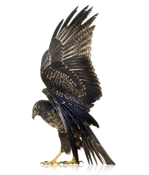 Young Black-chested Buzzard-eagle - Geranoaetus melanoleucus — Stock Photo, Image