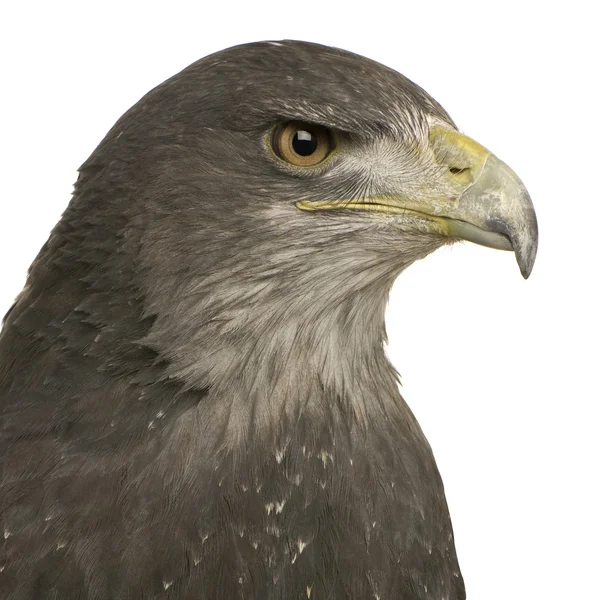 Black-chested Buzzard-eagle- Geranoaetus melanoleucus — Stock Photo, Image
