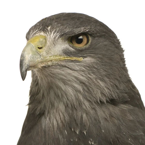 Black-chested Buzzard-eagle- Geranoaetus melanoleucus — Stock Photo, Image